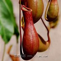 微信猪笼草头像_高清猪笼草花朵图片大全