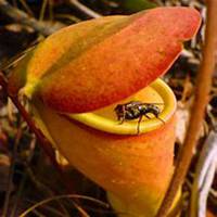 微信猪笼草头像_高清猪笼草花朵图片大全