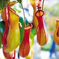 微信猪笼草头像_高清猪笼草花朵图片大全