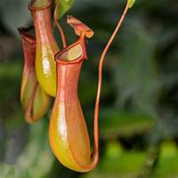 微信猪笼草头像_高清猪笼草花朵图片大全