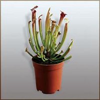 微信猪笼草头像_高清猪笼草花朵图片大全