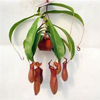 微信猪笼草头像_高清猪笼草花朵图片大全