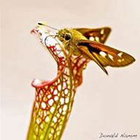 微信猪笼草头像_高清猪笼草花朵图片大全