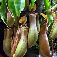 微信猪笼草头像_高清猪笼草花朵图片大全