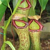 微信猪笼草头像_高清猪笼草花朵图片大全