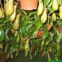 微信猪笼草头像_高清猪笼草花朵图片大全