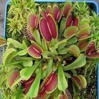 微信猪笼草头像_高清猪笼草花朵图片大全