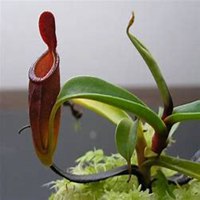 微信猪笼草头像_高清猪笼草花朵图片大全