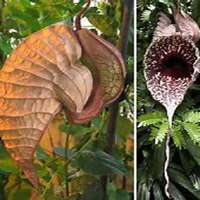 微信猪笼草头像_高清猪笼草花朵图片大全