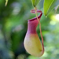 微信猪笼草头像_高清猪笼草花朵图片大全