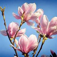 微信玉兰花头像