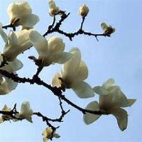 微信玉兰花头像