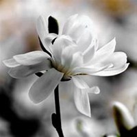 微信玉兰花头像