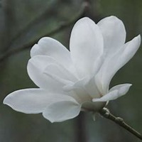 微信玉兰花头像