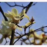 微信玉兰花头像