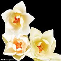 微信玉兰花头像