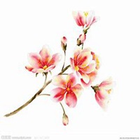 微信玉兰花头像