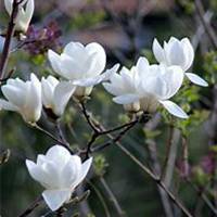 微信玉兰花头像