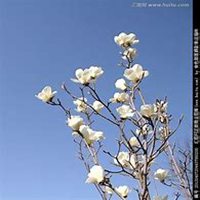 微信玉兰花头像