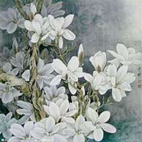 微信玉兰花头像