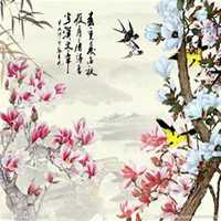 微信玉兰花头像