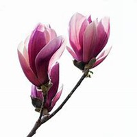 微信玉兰花头像