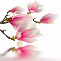 微信玉兰花头像