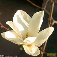 微信玉兰花头像