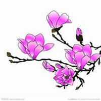 微信玉兰花头像