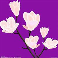 微信玉兰花头像