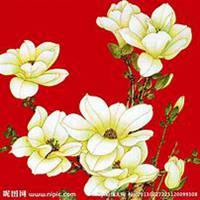 微信玉兰花头像