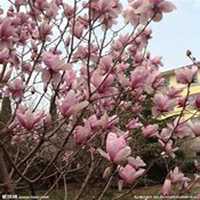 微信玉兰花头像