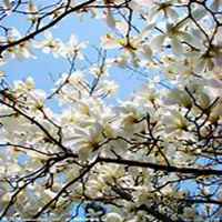 微信玉兰花头像