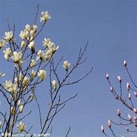 微信玉兰花头像