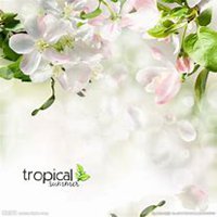 微信玉兰花头像_高清玉兰花花朵图片大全