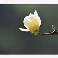 微信玉兰花头像_高清玉兰花花朵图片大全