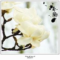 微信玉兰花头像_高清玉兰花花朵图片大全