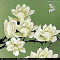 微信玉兰花头像_高清玉兰花花朵图片大全