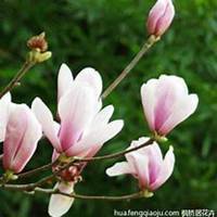 微信玉兰花头像_高清玉兰花花朵图片大全