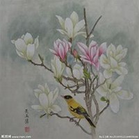 微信玉兰花头像_高清玉兰花花朵图片大全