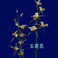 微信玉莲头像_高清玉莲花朵图片大全