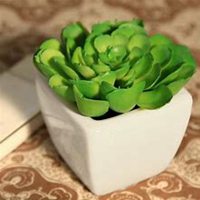 微信玉莲头像_高清玉莲花朵图片大全