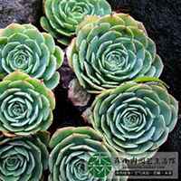 微信玉莲头像_高清玉莲花朵图片大全