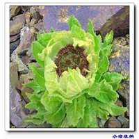 微信玉莲头像_高清玉莲花朵图片大全