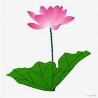 微信玉莲头像_高清玉莲花朵图片大全