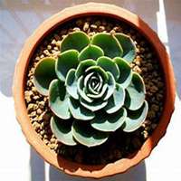 微信玉莲头像_高清玉莲花朵图片大全