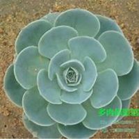 微信玉莲头像_高清玉莲花朵图片大全