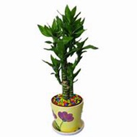 微信玉莲头像_高清玉莲花朵图片大全