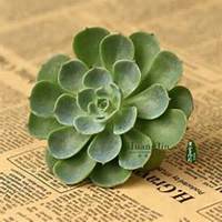 微信玉莲头像_高清玉莲花朵图片大全