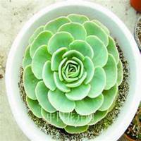 微信玉莲头像_高清玉莲花朵图片大全